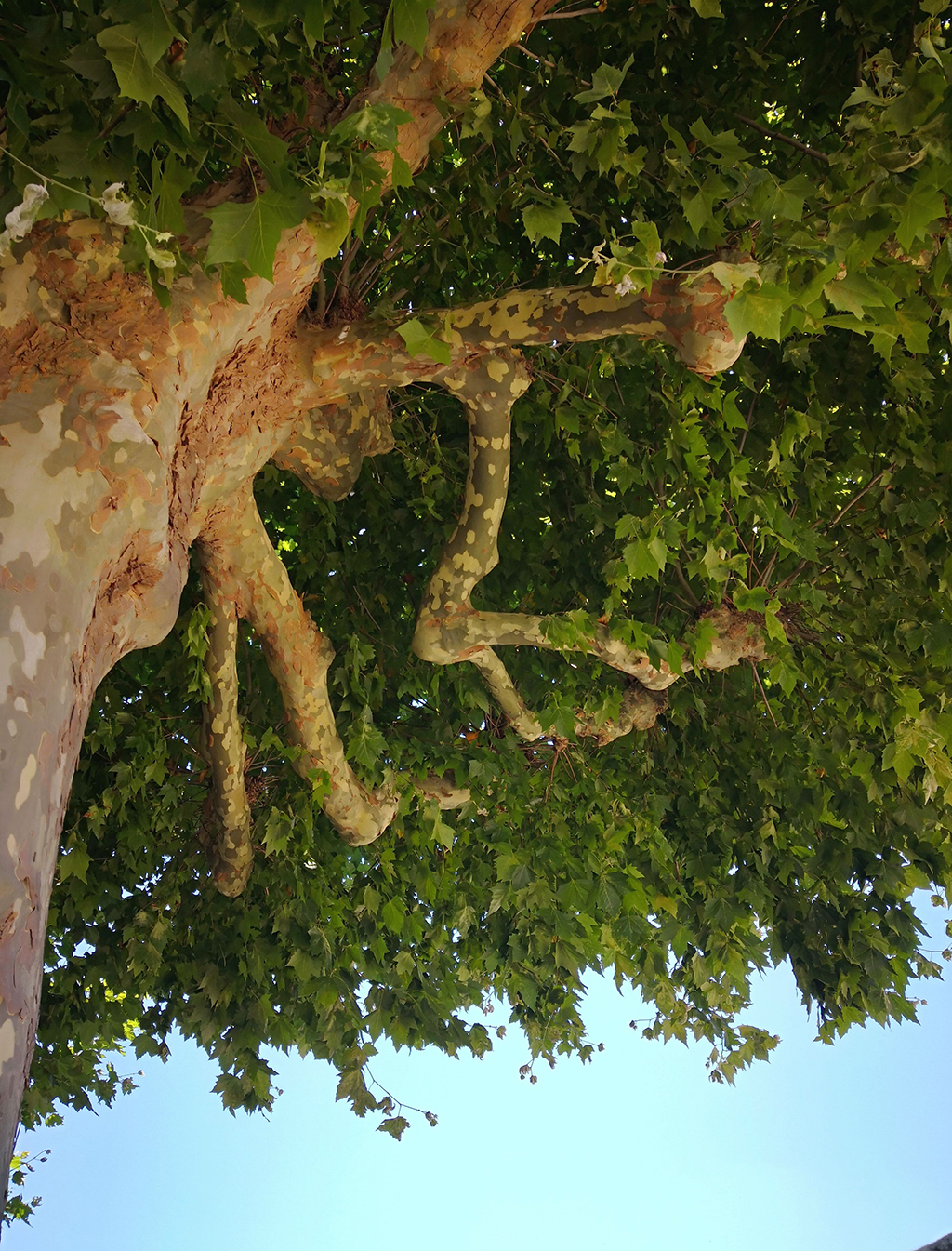 A-Guide-To-The-American-Sycamore-And-Tree-Trimming-Service-_-Dallas-Fort-Worth-Area