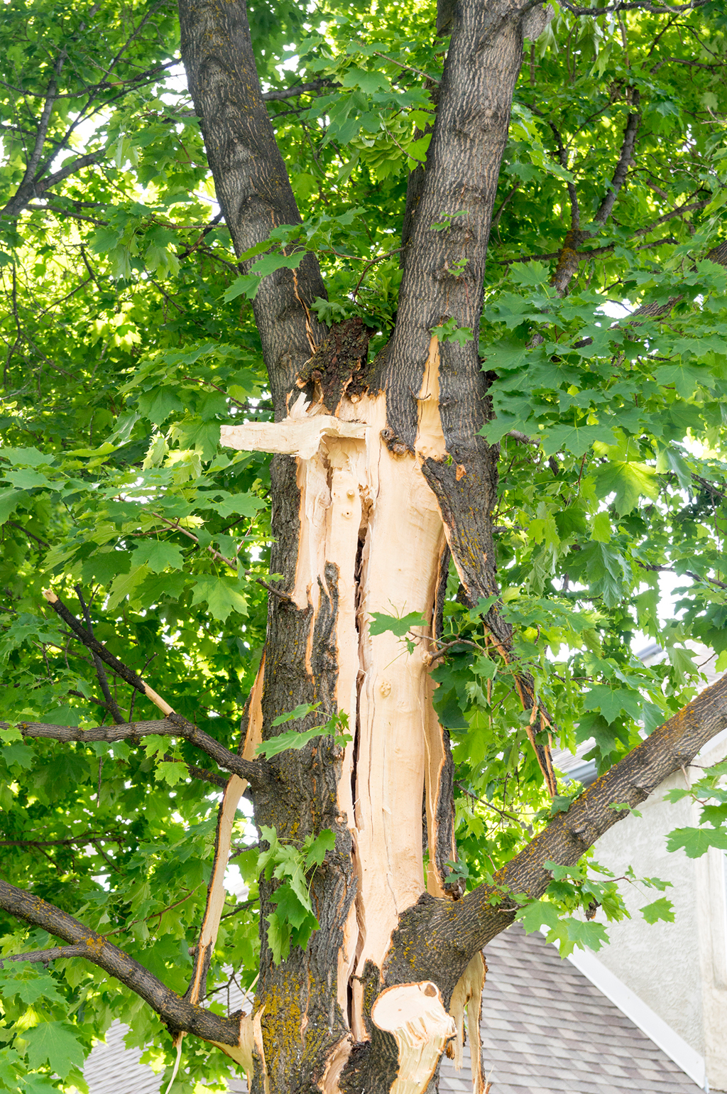 Tree-Removal-Service--Reasons-to-Remove-Your-Tree-_-Fort-Worth,-TX