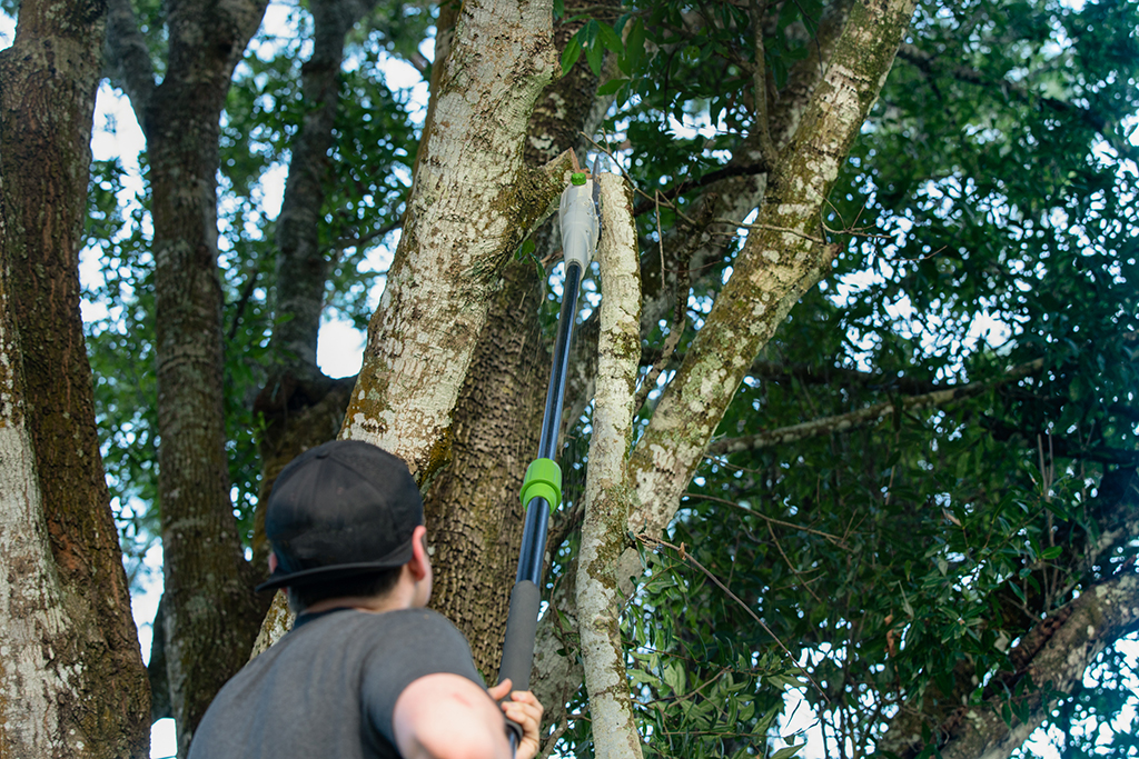 How-To-Possibly-Prevent-Using-Emergency-Tree-Service-_-Dallas,-TX