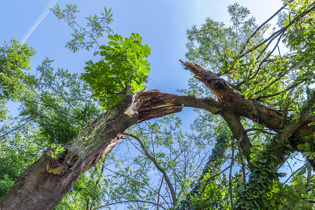 Tree Removal Service: When To Remove A Tree From Your Property | Dallas, TX