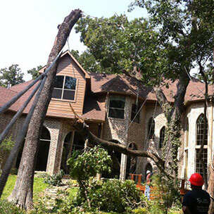Tree Removal Service Dallas Fort Worth Area