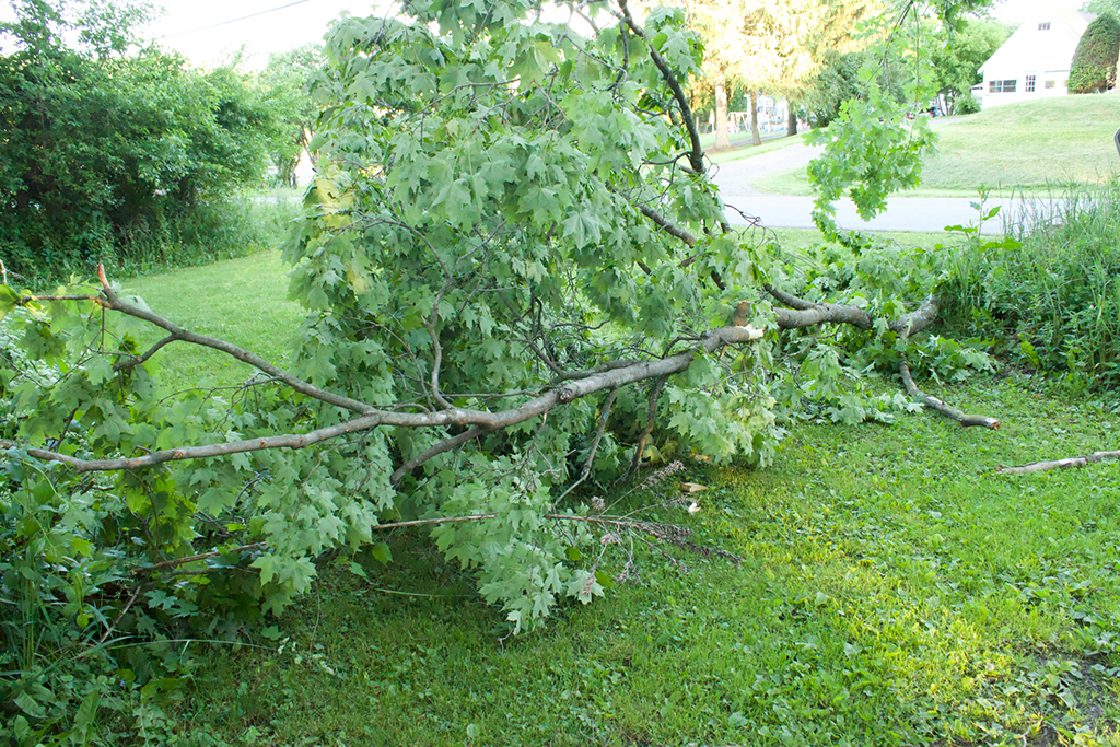 Factors-To-Consider-When-Choosing-An-Emergency-Tree-Service-Company-_-Fort-Worth,-TX