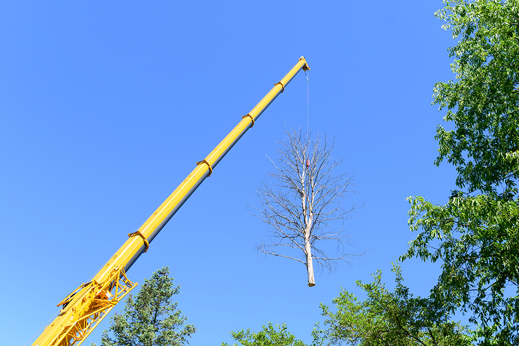 Why-You-Might-Need-A-Crane-Tree-Removal-Service-_-Dallas,-TX