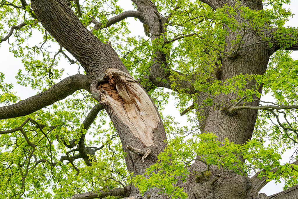 Why-You-May-Need-A-Tree-Removal-Service-_-Fort-Worth,-TX