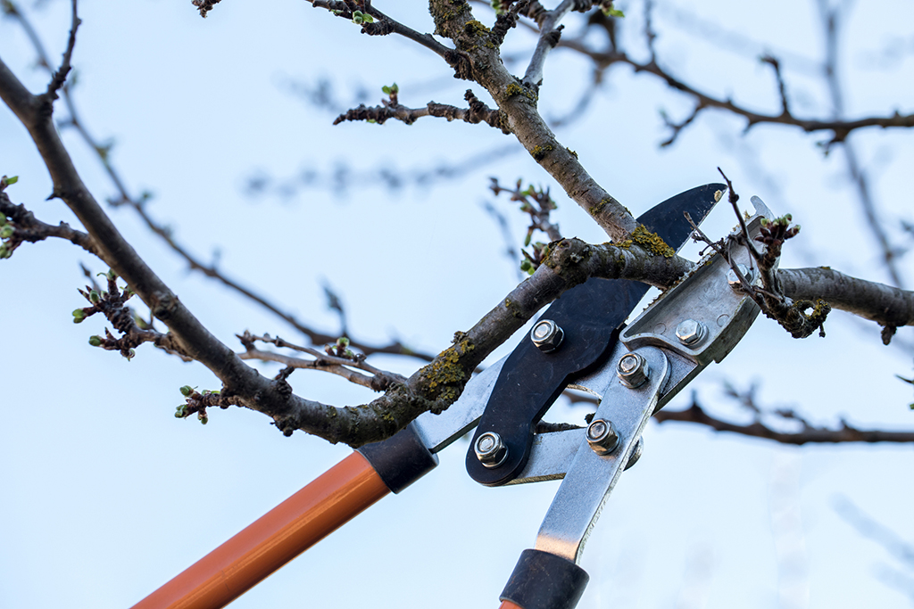 How-To-Prevent-Hiring-Emergency-Tree-Service-_-Fort-Worth,-TX