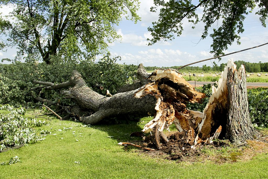 Complex-Tree-Removals-Demand-Crane-Tree-Removal-Service-_-Dallas-Fort-Worth-Area
