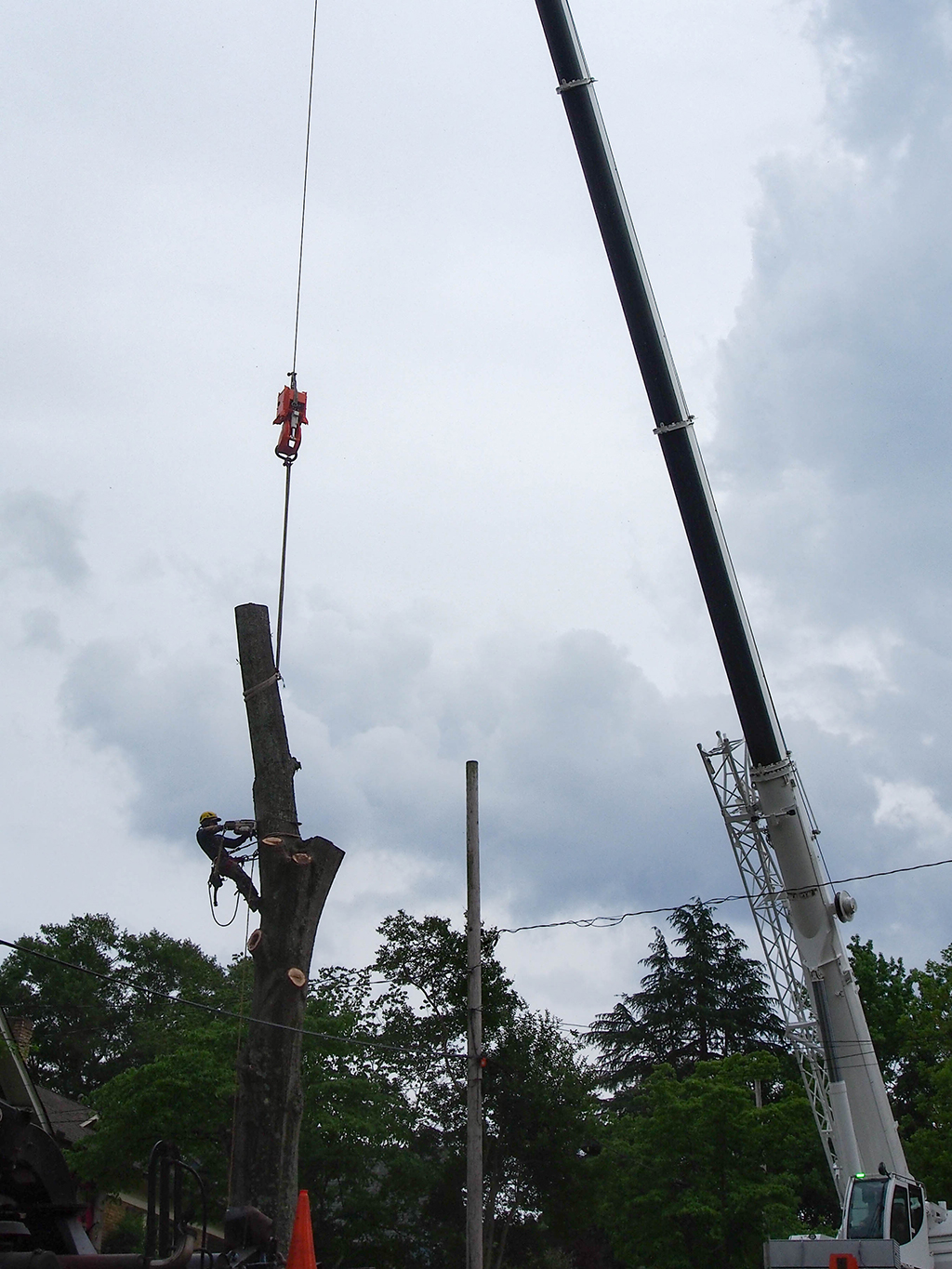 ​​How-Crane-Tree-Removal-Service-Works-_-Dallas-Fort-Worth-Area