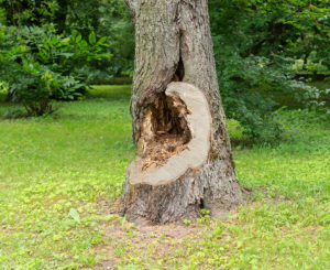 Hiring-A-Tree-Removal-Service-_-Fort-Worth,-TX