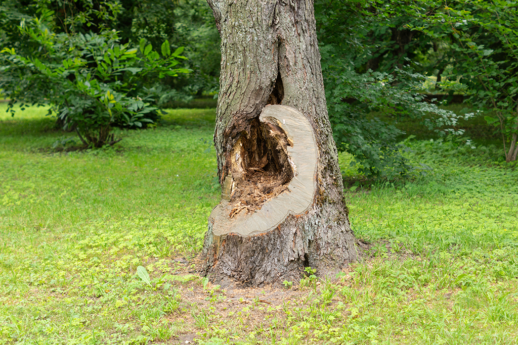 Hiring A Tree Removal Service | Fort Worth, TX