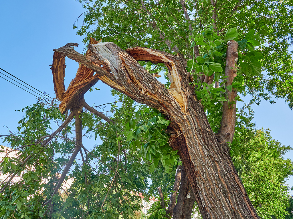 Learn When You Need Emergency Tree Service | Fort Worth, TX