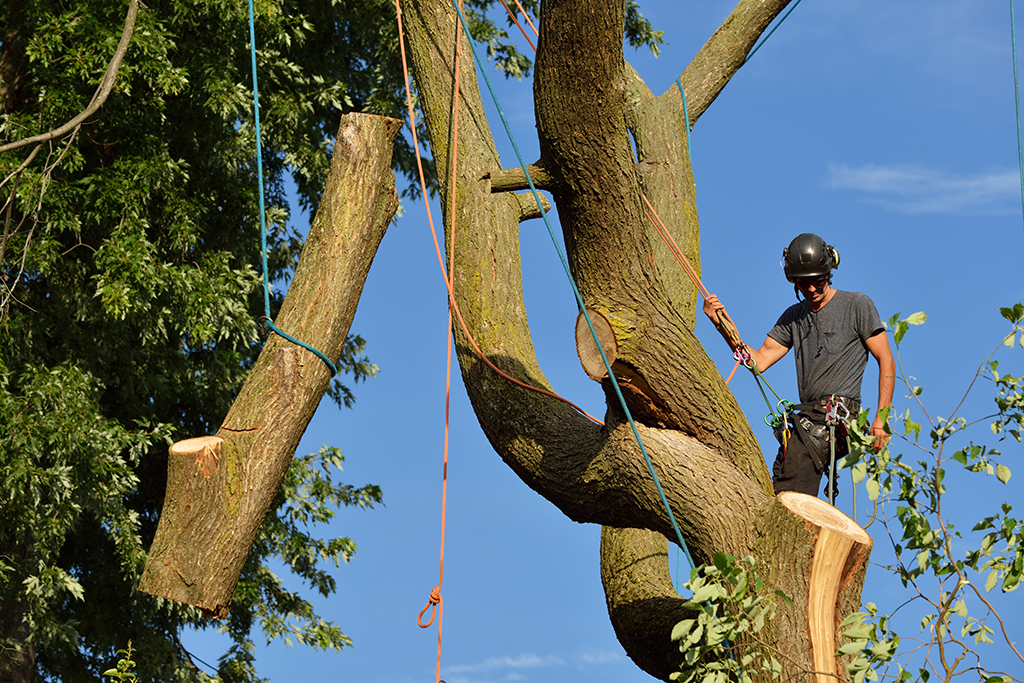 How To Get The Most Out Of Your Tree Removal Service | Dallas, TX