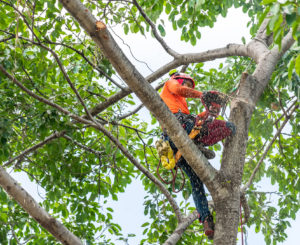 Routine-Tree-Care-Saving-You-From-Emergency-Tree-Service-Dallas-TX