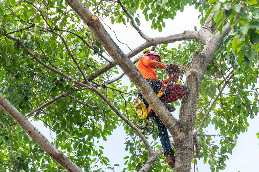 Routine Tree Care Saving You From Emergency Tree Service | Dallas, TX