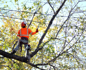 The-Different-Types-Of-Tree-Trimming-Services--Which-One-Is-Right-For-You--_-Dallas,-TX