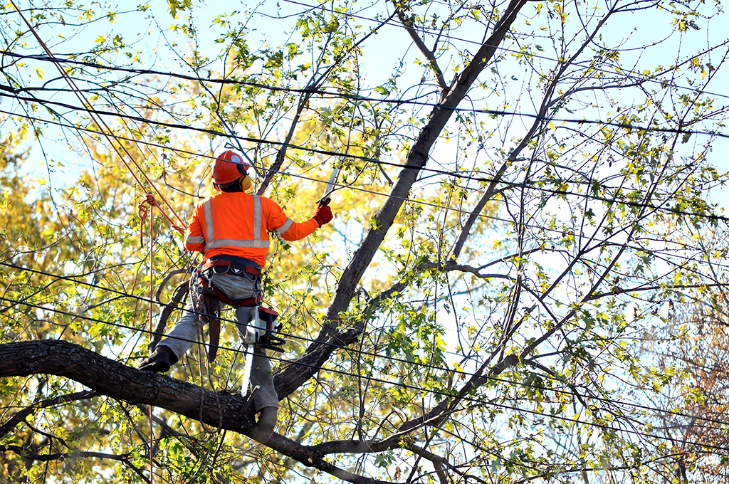 The-Different-Types-Of-Tree-Trimming-Services--Which-One-Is-Right-For-You--_-Dallas,-TX