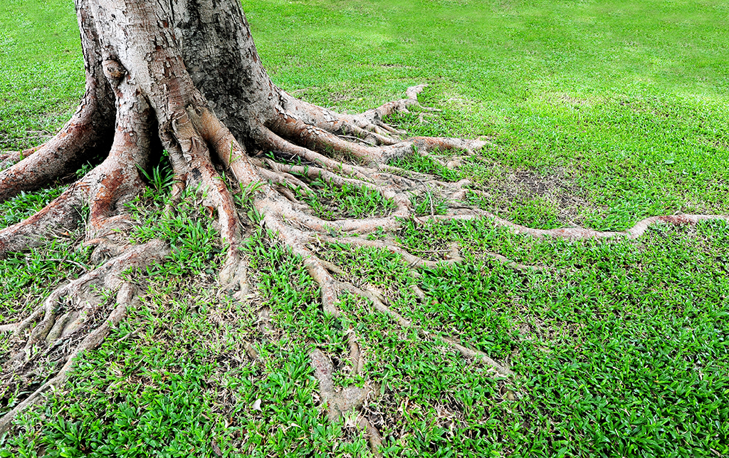 Do You Have Tree Roots Encroaching On Or Damaging Your Property? It May Be Time For Tree Removal Service | Prosper, TX