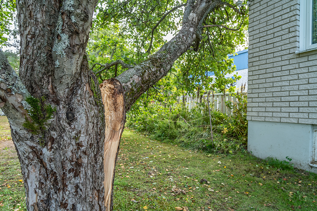 Why You Might Need Emergency Tree Service | Dallas, TX