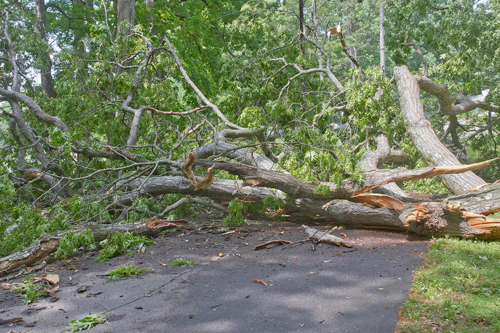 4-Times-You-Need-Emergency-Tree-Service-_-Fort-Worth,-TX