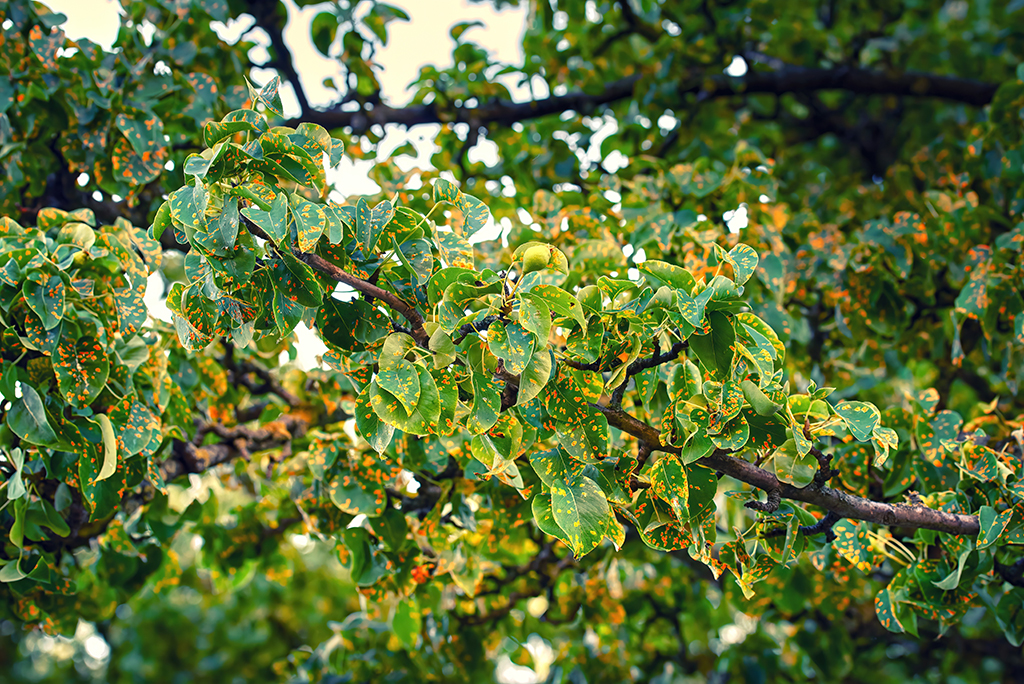 Leaf Spots, Pests, And Storm Damage Are Signs You Might Need Emergency Tree Service | Weatherford, TX