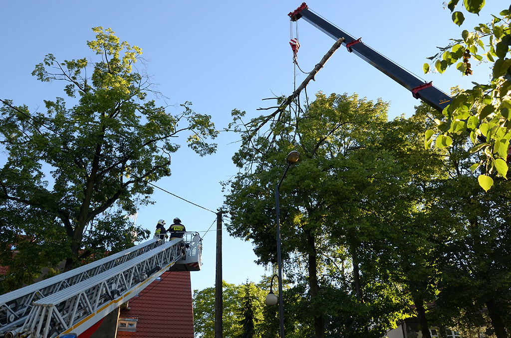 The Benefits Of Hiring A Crane Tree Removal Service To Remove Your Dead And Dying Trees | Dallas, TX