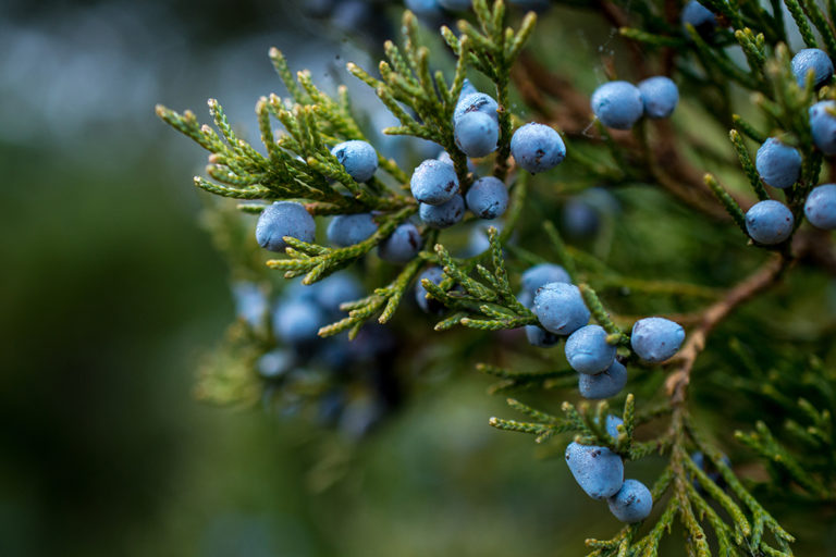 What Trees Can Benefit The Most From A Fall Season Tree Trimming