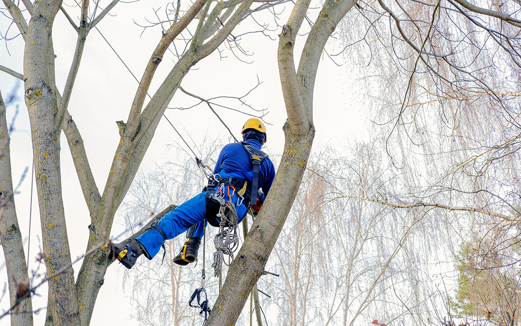 When A Tree Is Detracting From Your Landscaping It Is Time For A Tree Removal Service! | Prosper, TX