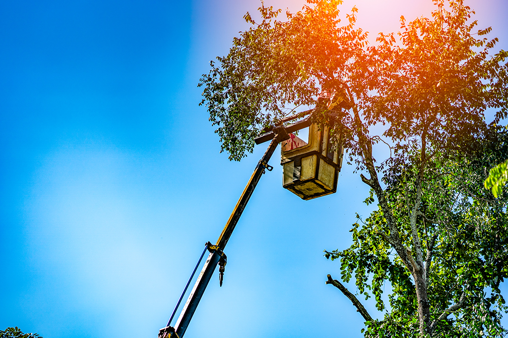 Why Tree Trimming Service Is A Crucial Part Of Home Maintenance | Fort Worth, TX