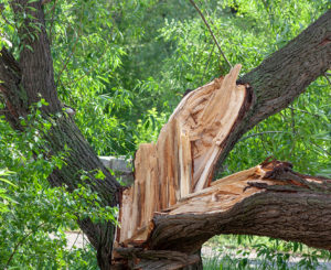 Why-You-Shouldn't-Wait-To-Call-A-Tree-Service-Company-For-Emergency-Tree-Service-_-Dallas,-TX