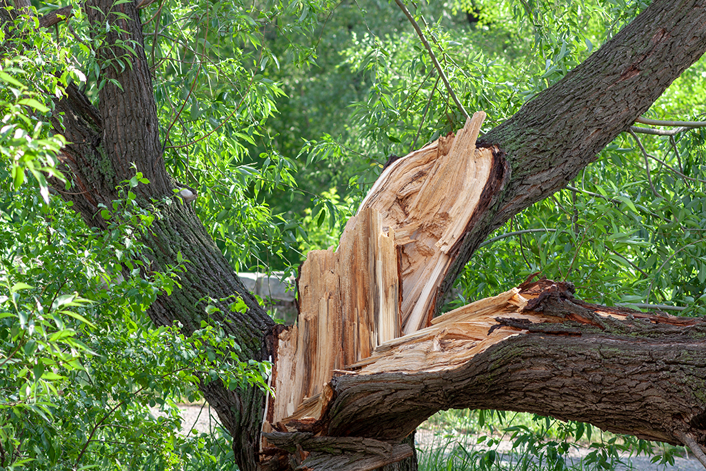 Why You Shouldn’t Wait To Call A Tree Service Company For Emergency Tree Service | Dallas, TX