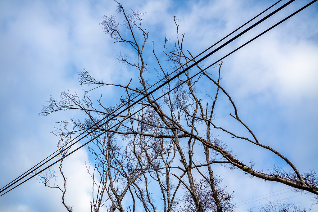How To Prepare For A Storm With Emergency Tree Service | Aledo, TX