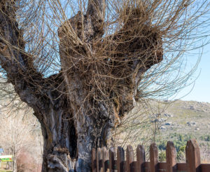 How-To-Tell-When-A-Tree-Is-Really-Dead-And-In-Need-Of-Tree-Removal-Service-_-Weatherford,-TX