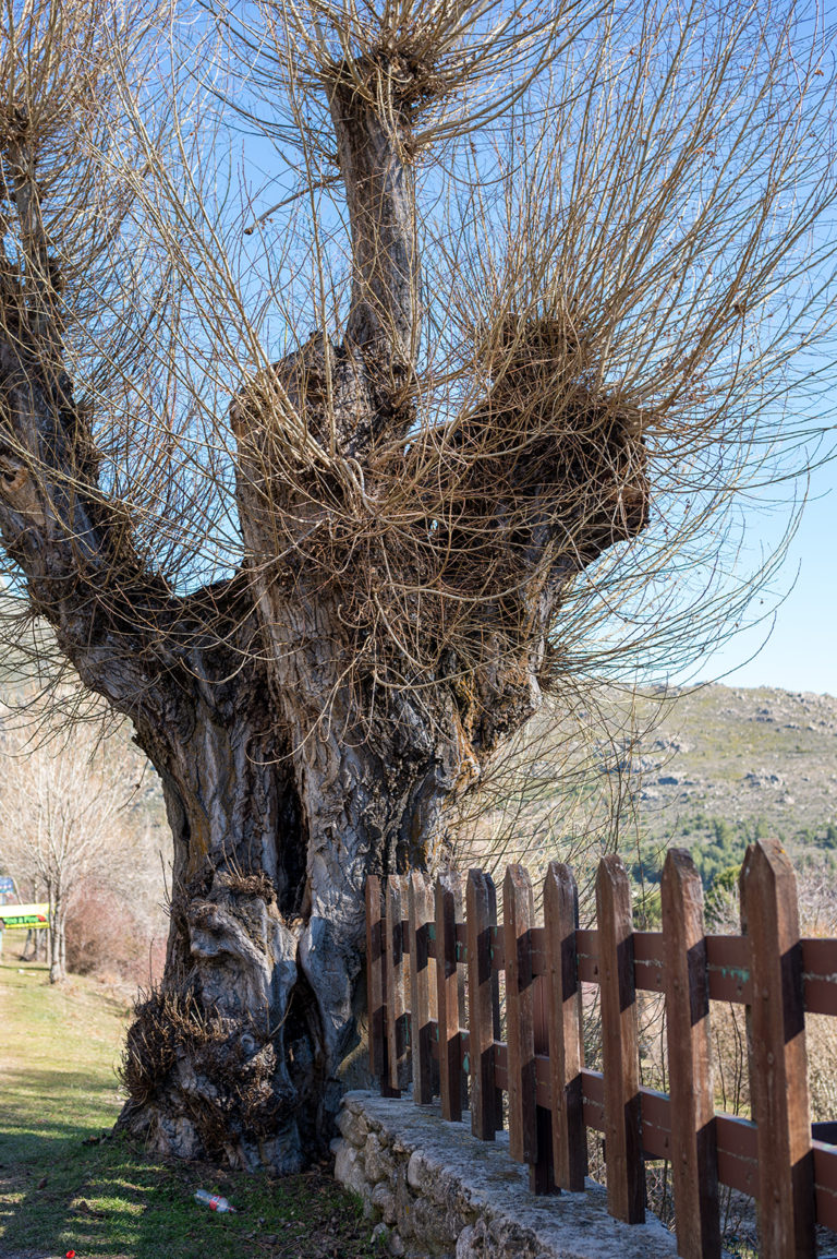 How To Tell When A Tree Is Really Dead And In Need Of Tree Removal ...