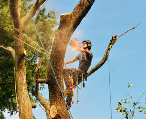 The-Importance-Of-A-Good-Tree-Removal-Service-_-Fort-Worth,-TX