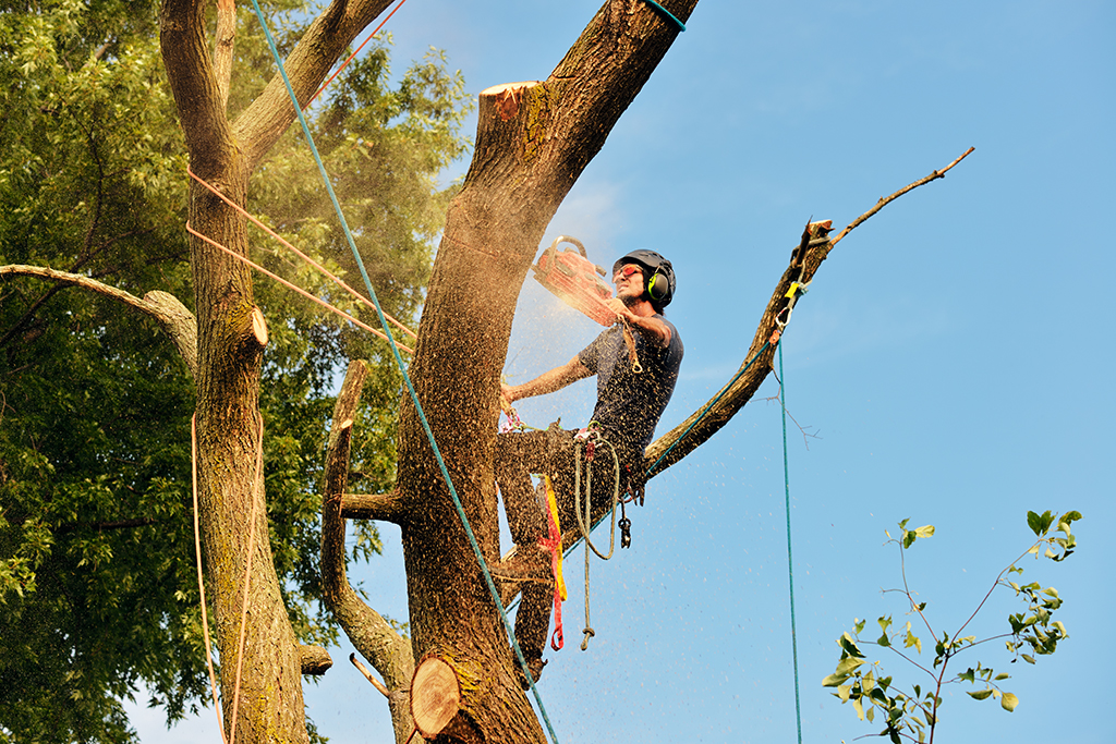 The Importance Of A Good Tree Removal Service | Fort Worth, TX