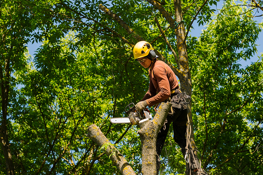 Top-Things-You-Need-To-Know-About-Tree-Removal-Service-_-Weatherford,-TX