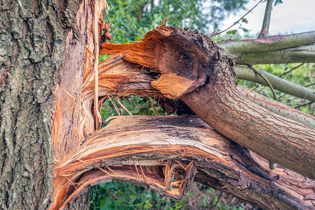 Using An Emergency Tree Service Can Help Speed Up Your Home’s Recovery Process | Fort Worth, TX