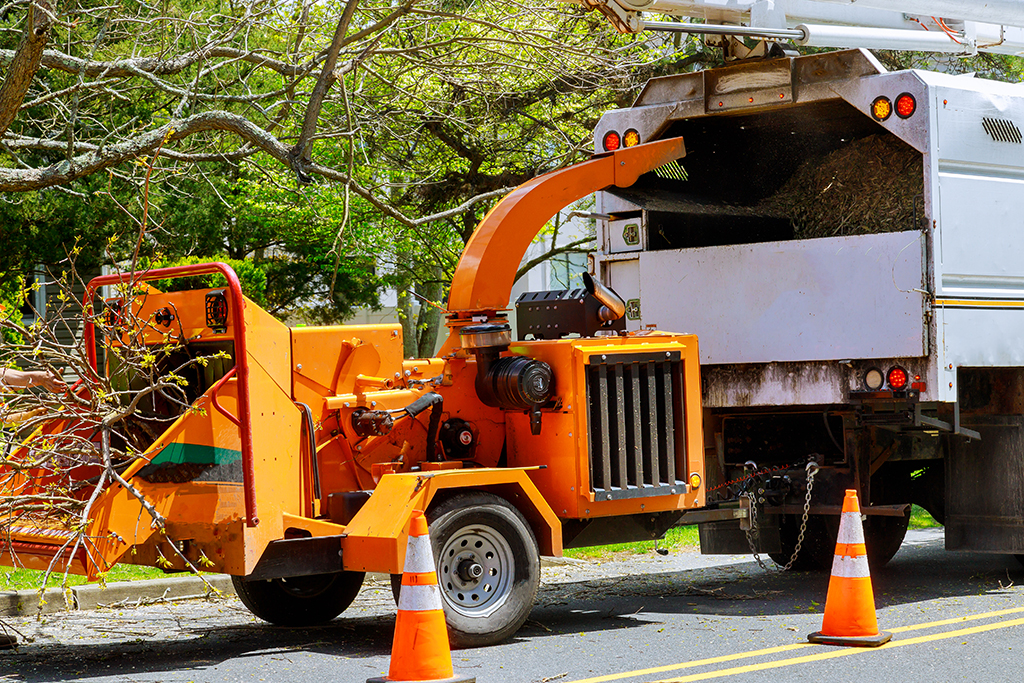Which Of The Different Types Of Tree Removal Service Is Best For You? | Dallas, TX