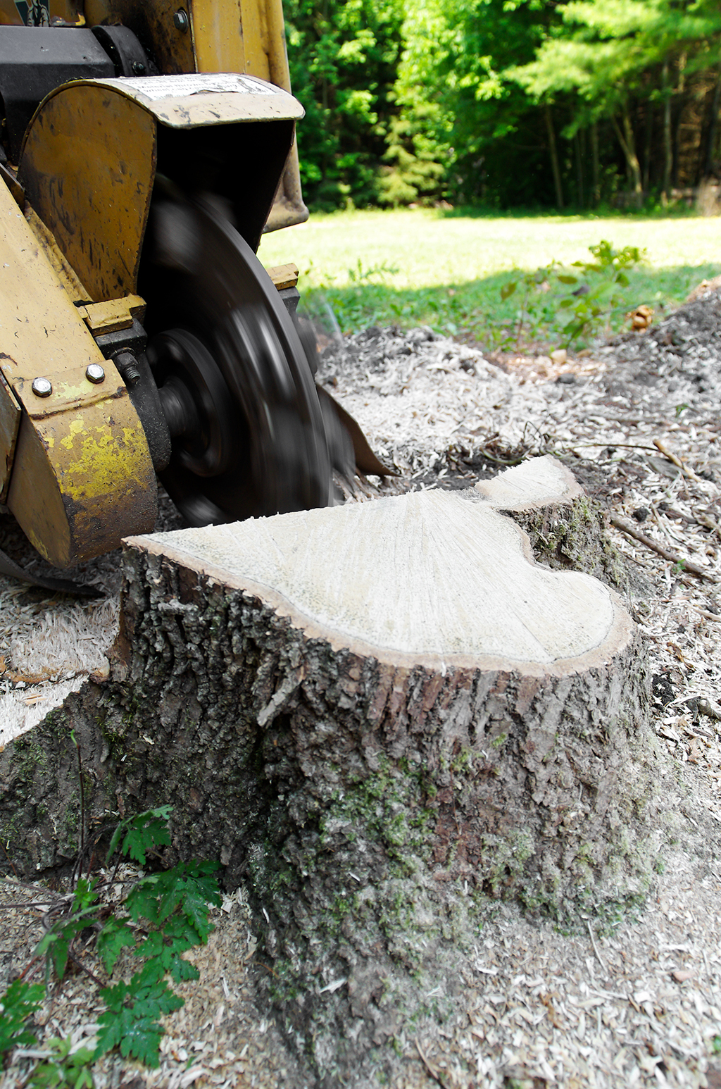 For Stump Removal Service, Call An Emergency Tree Service | Weatherford, TX
