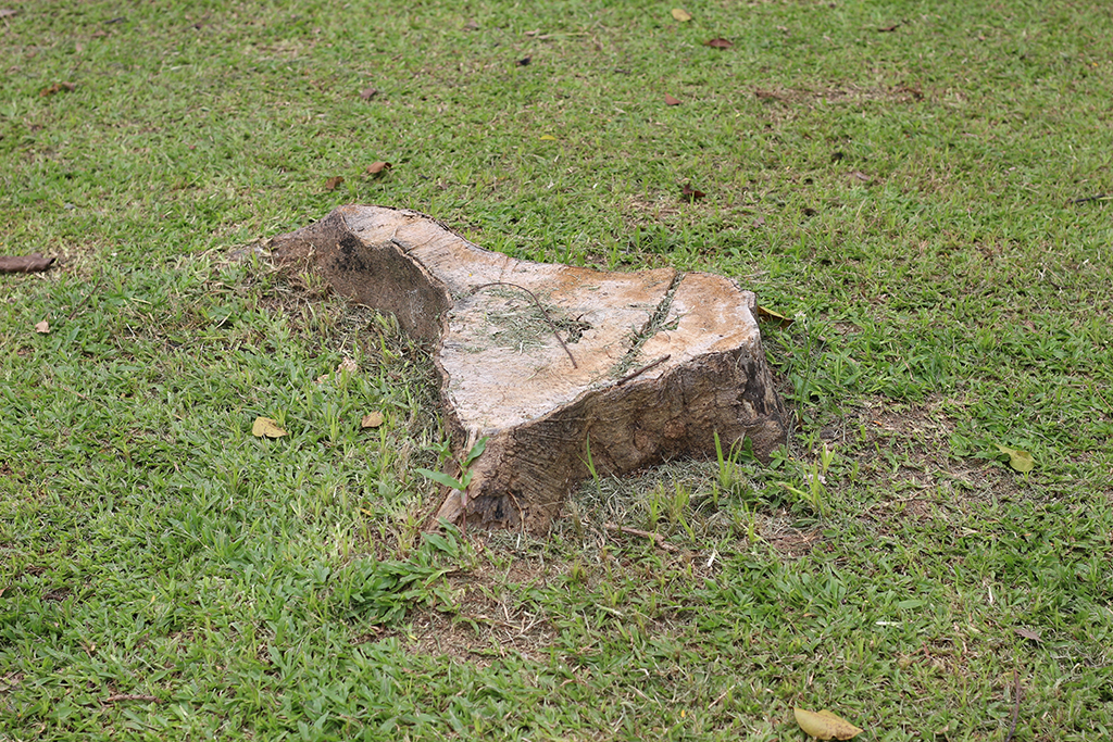 Reasons-You-Need-Tree-Removal-Service-To-Grind-Stumps-In-Your-Yard-_-Weatherford,-TX