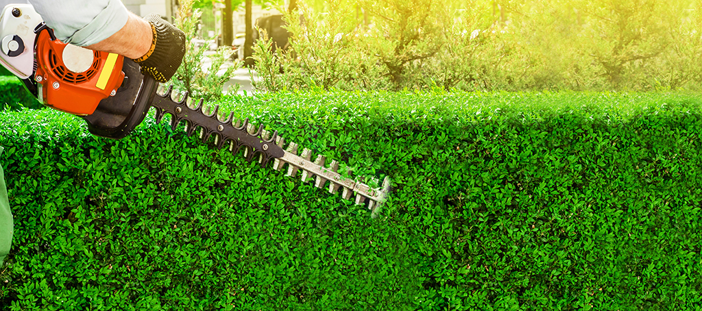 Should You Hire Tree Trimming Services For Hedge Trimming? | Weatherford, TX