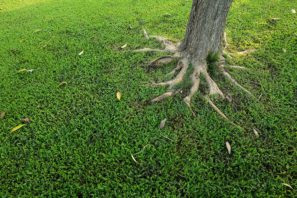 Signs-It's-Time-To-Call-A-Professional-For-Root-Care-Emergency-Tree-Service-_-Dallas,-TX