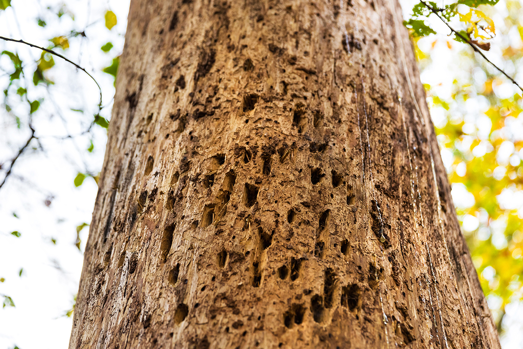 Some Of The Reasons Your Trees Have Recurring Pest Infestation Can Be Solved With A Tree Trimming Service | Fort Worth, TX