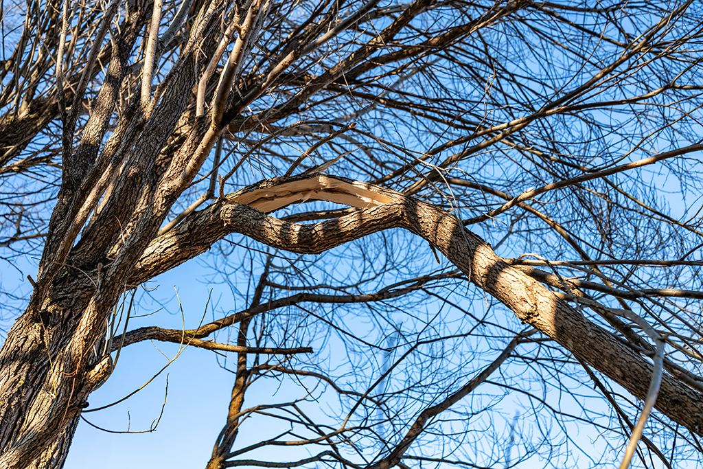 When-Does-Neglected-Tree-Trimming-Turn-Into-A-Need-For-Emergency-Tree-Service--_-Aledo,-TX