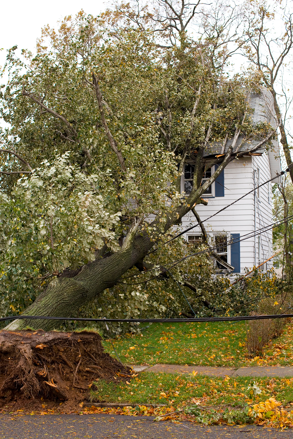 Crane Tree Removal Service For Hazardous Trees | Weatherford, TX