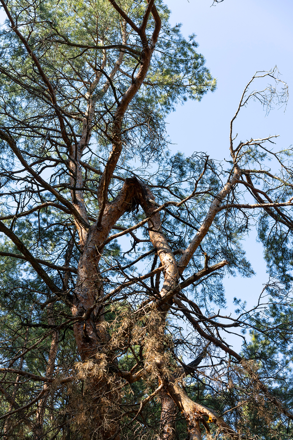 Do You Need Tree Removal Service? | Weatherford, TX
