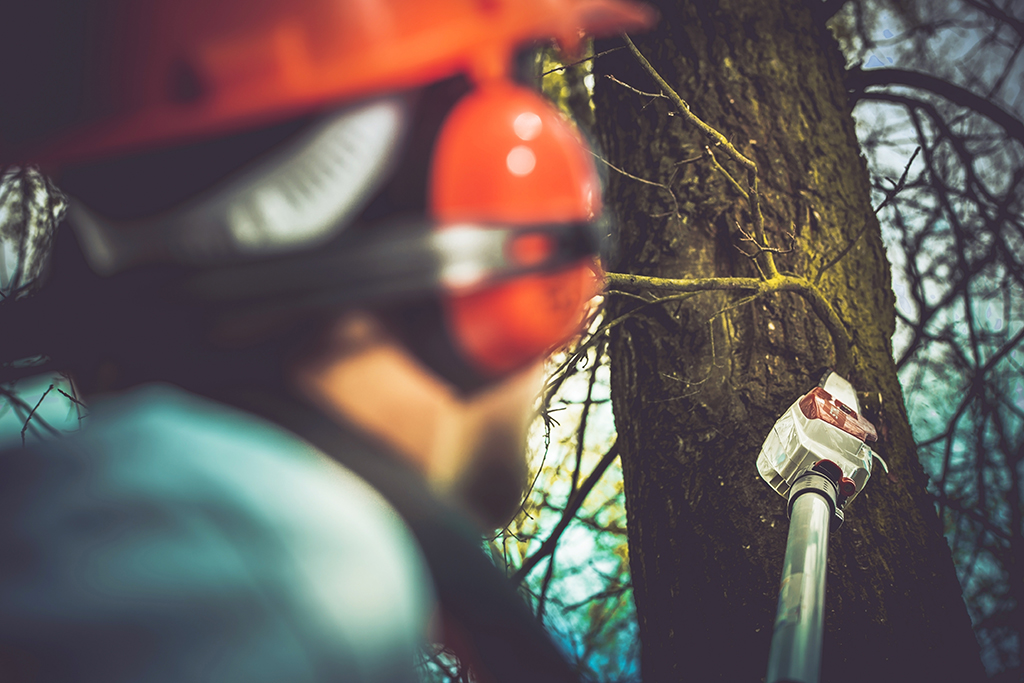 Professional Tree Trimming Service: Know The Benefits | Weatherford, TX