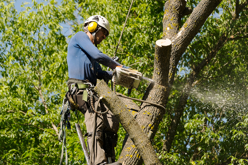 Techniques Used By Tree Removal Service Professionals To Remove Trees At Homes | Weatherford, TX