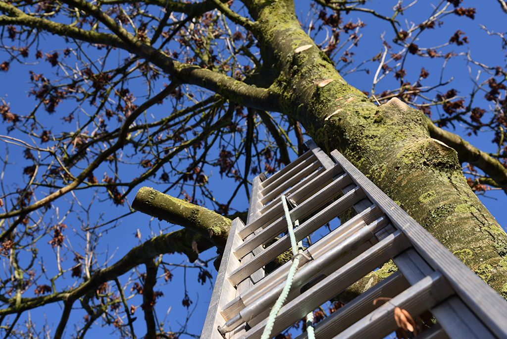 Tree Removal Service: Risks Of DIY Tree Removal To Homeowners | Aledo, TX