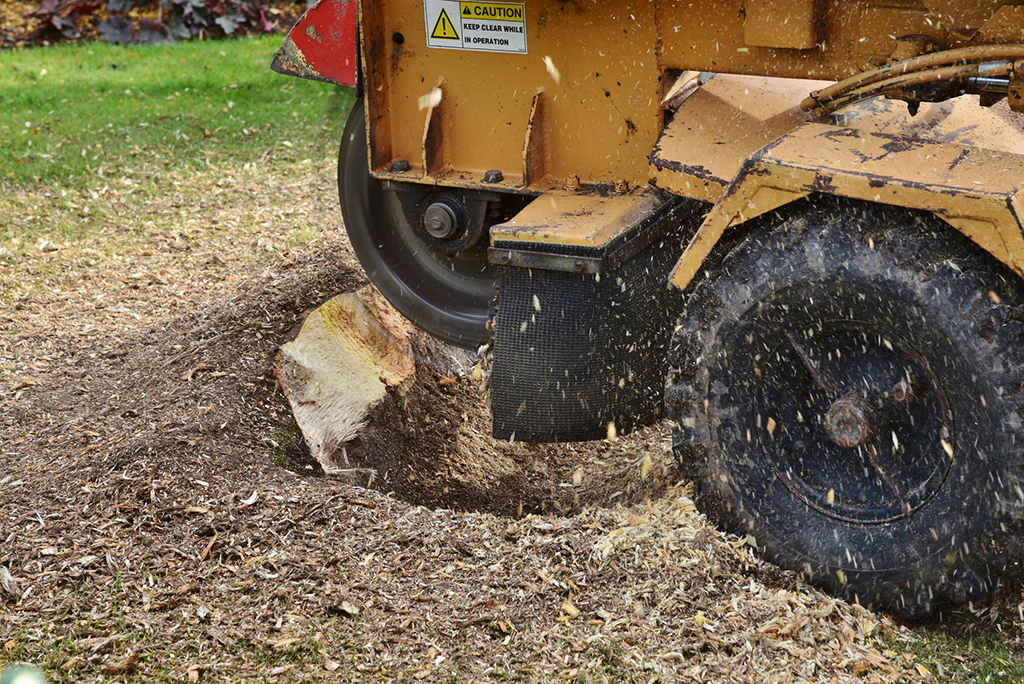 Tree Removal Service: What Is The Difference Between Stump Removal And Stump Grinding | Fort Worth, TX