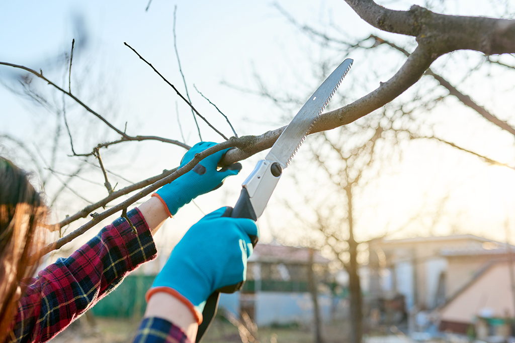 Tree Trimming Service: Common Tree Trimming Mistakes Homeowners Make | Fort Worth, TX